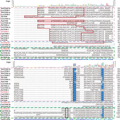 New insights for the regulatory feedback loop between type 1 crustacean female sex hormone (CFSH-1) and insulin-like androgenic gland hormone (IAG) in the Chinese mitten crab (Eriocheir sinensis)